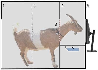 How do goats “read” 2D-images of familiar and unfamiliar conspecifics?
